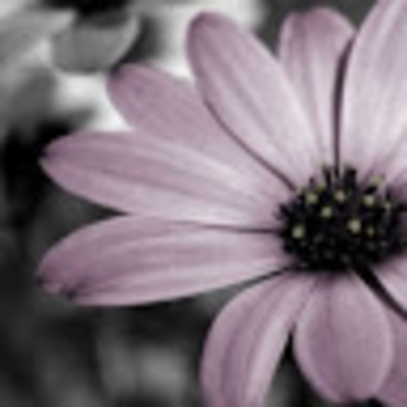 Meet your Posher, Debbie - Picture 1 of 1